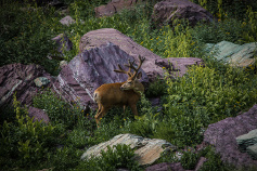 Glacier National Park